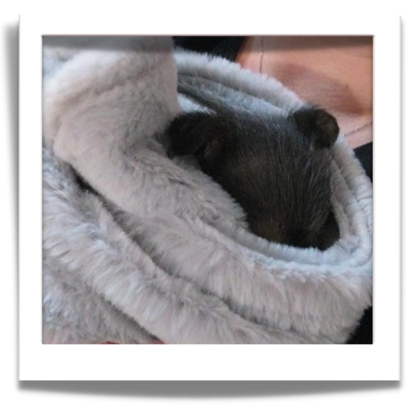 Sponsor an Animal Blanket