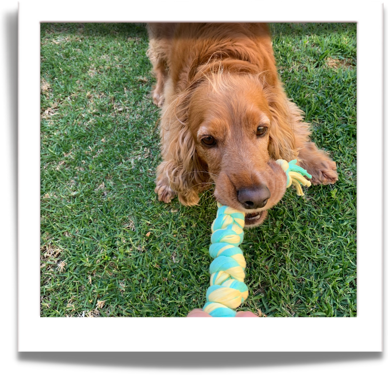 Dog Knotted Rope Tug