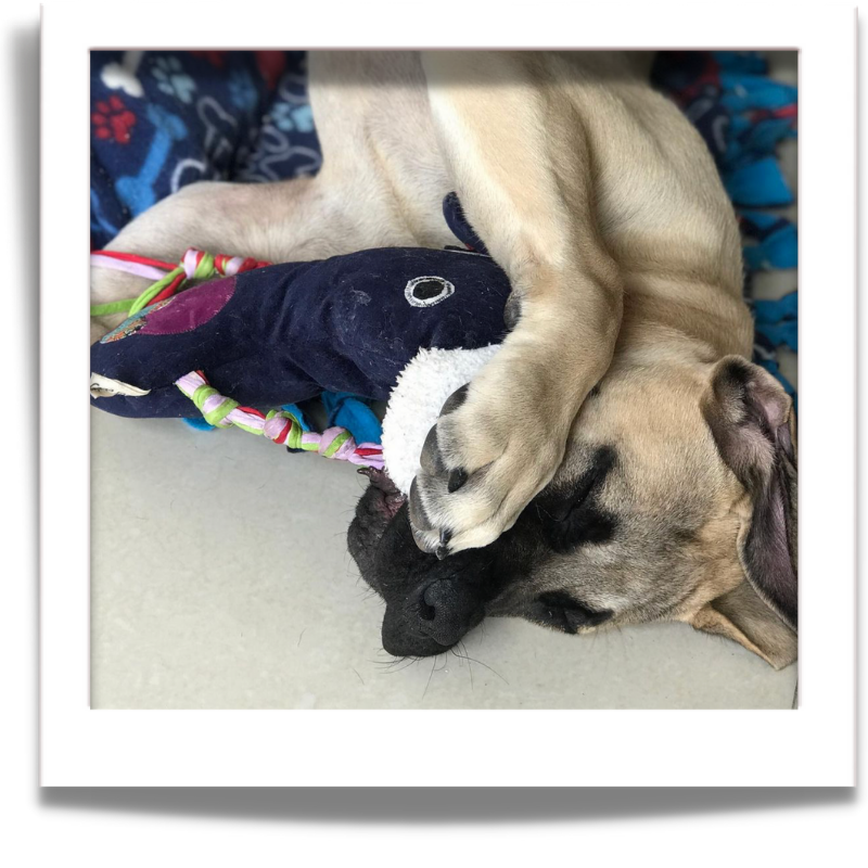 Dog toys called fuGLy friENDs durable and adorable