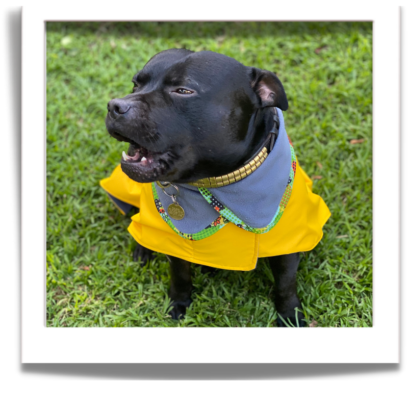 Rain Coats for Dogs