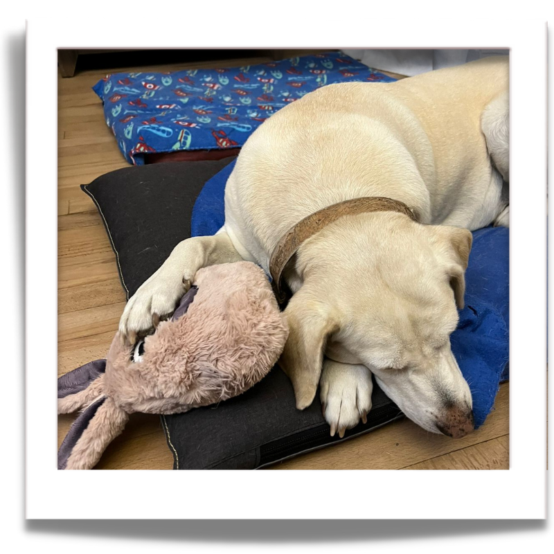 Dog toys called fuGLy friENDs durable and adorable