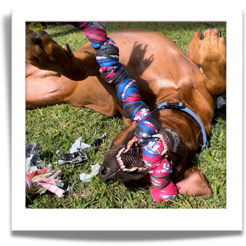 Dog Knotted Rope Tug