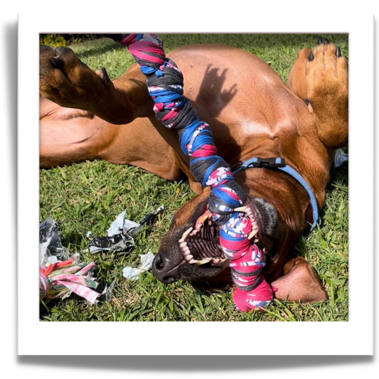 Durable Rope Dog Toy for Strong Chewers | Heavy-Duty Tug Toy – 3Dogs