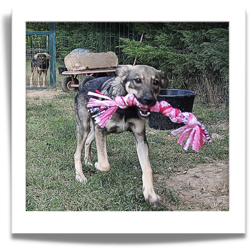 Dog Knotted Rope Tug