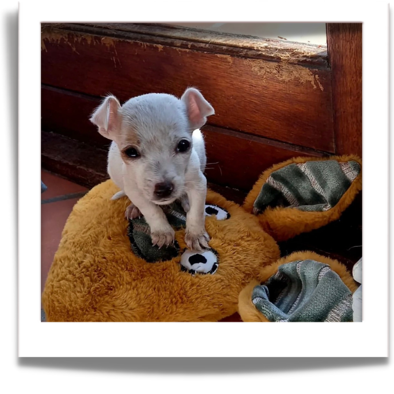 Support animal welfare with every fugly friend dog toy