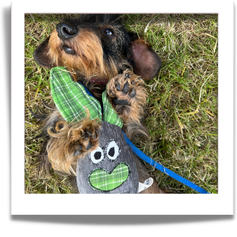 Dog with sustainable dog toy called fugly friend