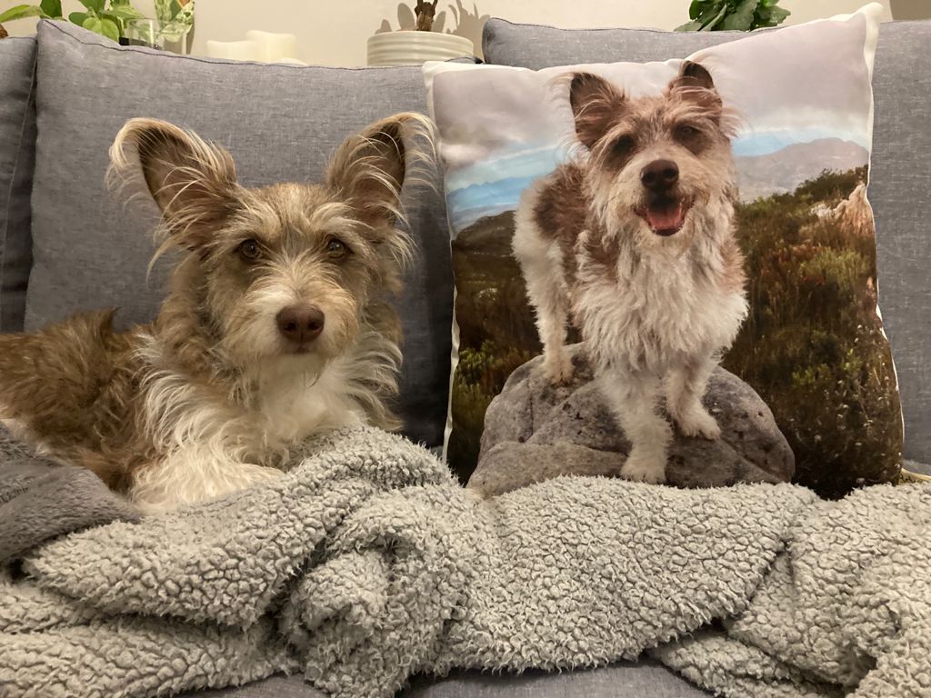 Individual PET, Character Cushions