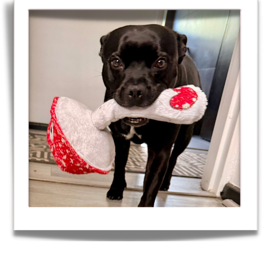 Anxiety free dog toys