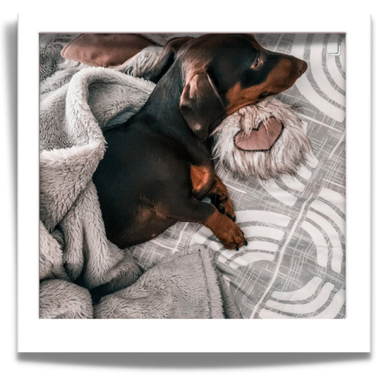 fuGGL snuggle dog blanket