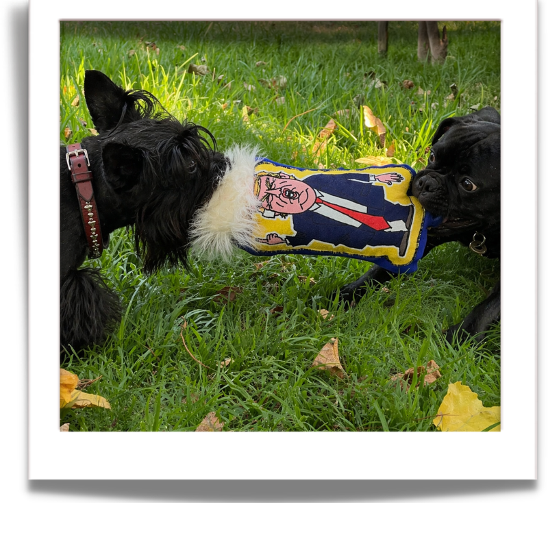 The Infa-Mutt Collection