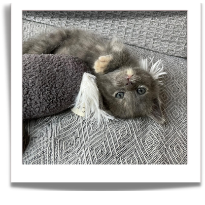 fuGLy friENds fun CAT toys