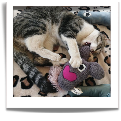 fuGLy friENds fun CAT toys