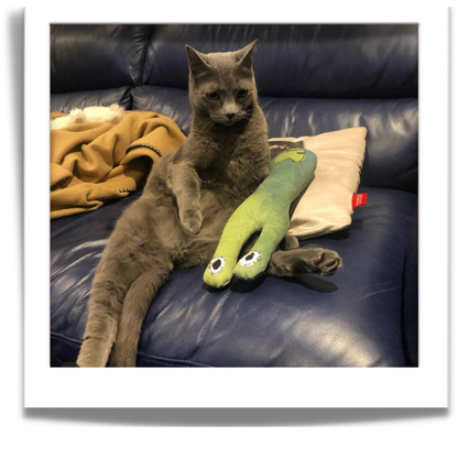 fuGLy friENds fun CAT toys