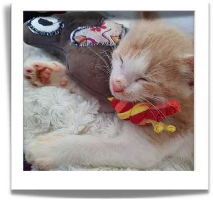 fuGLy friENds fun CAT toys