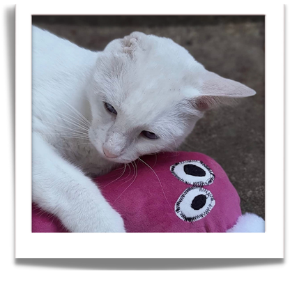 fuGLy friENds fun CAT toys