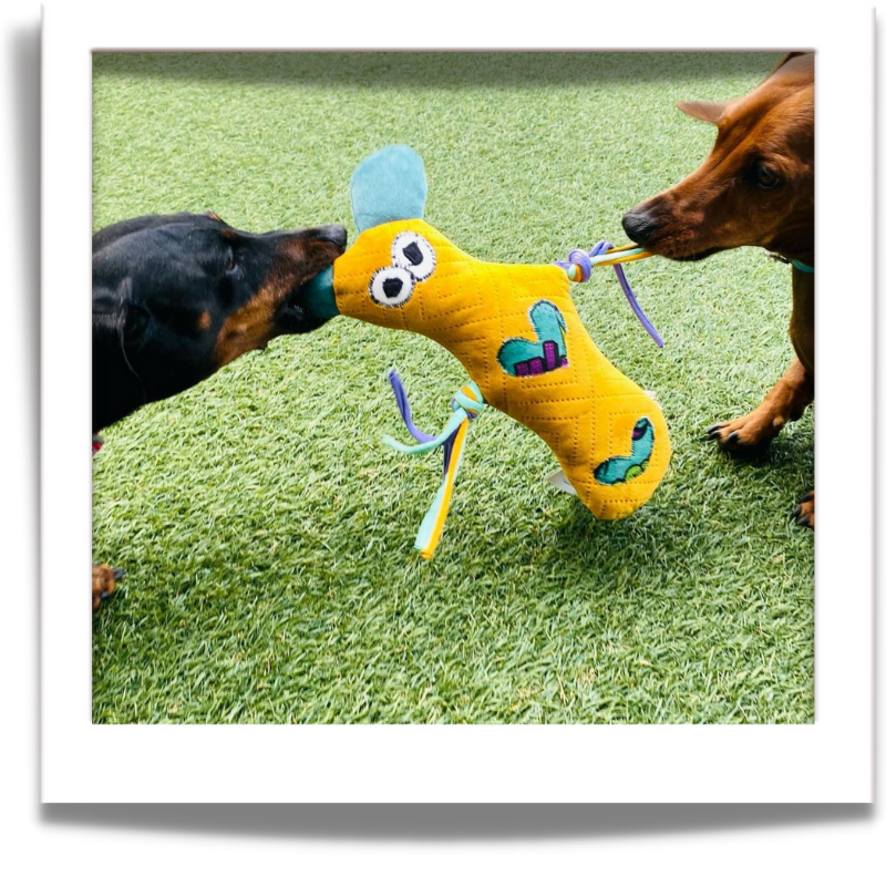 Play with your pet and their industructable toy called fugly friends