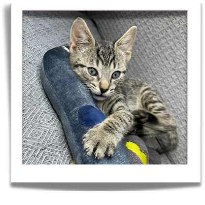 fuGLy friENds fun CAT toys