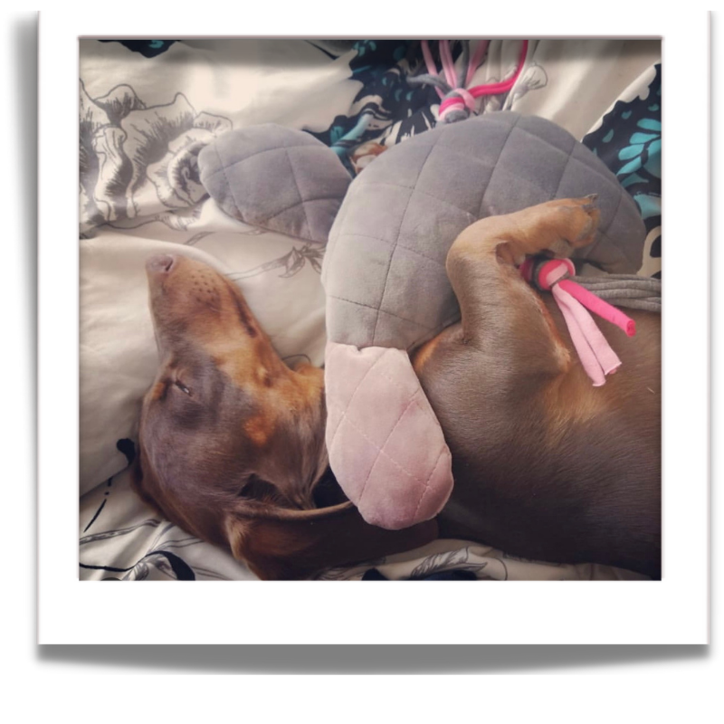 durable best friend dog toys for your best friend