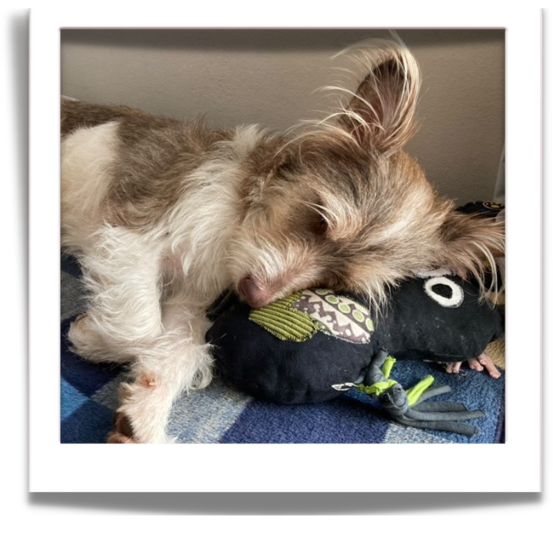 upcycled fabric dog toy for playful pets