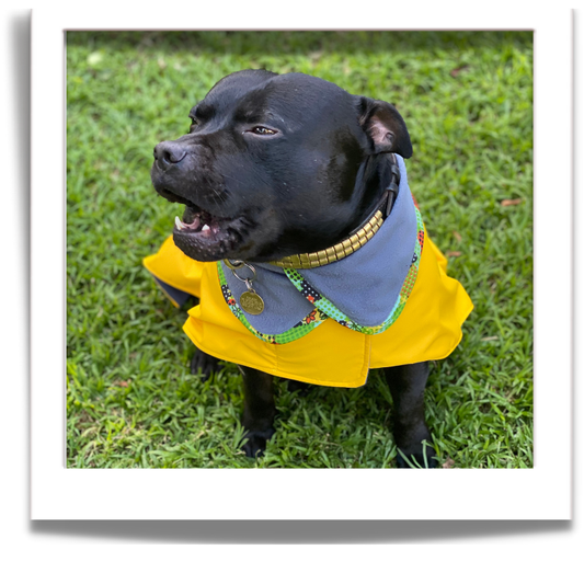 Rain Coats for Dogs