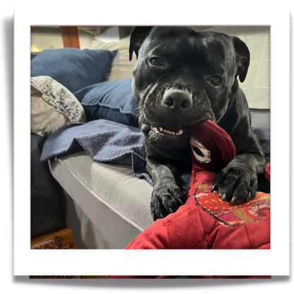 Almost indestructible dog toy from reclaimed fabric