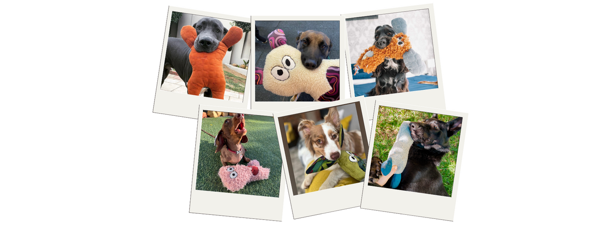 Dogs playing with handmade 3Dogs fuGLy dog toys made from reclaimed fabric