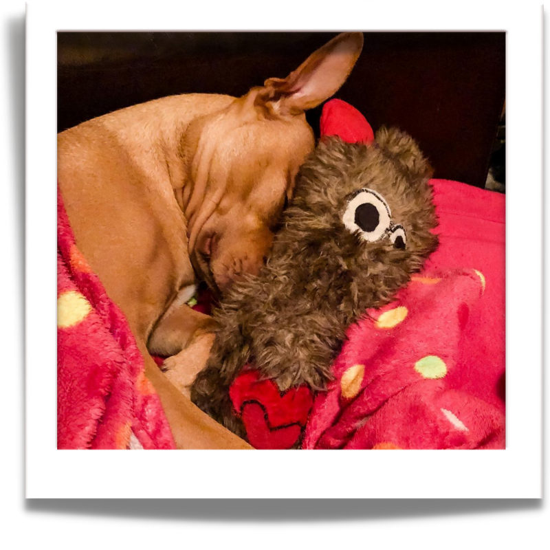 sustainable dog toys- cuddle buddies from 3dogscpt
