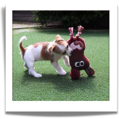 extra strong toy called fugly friends for puppies