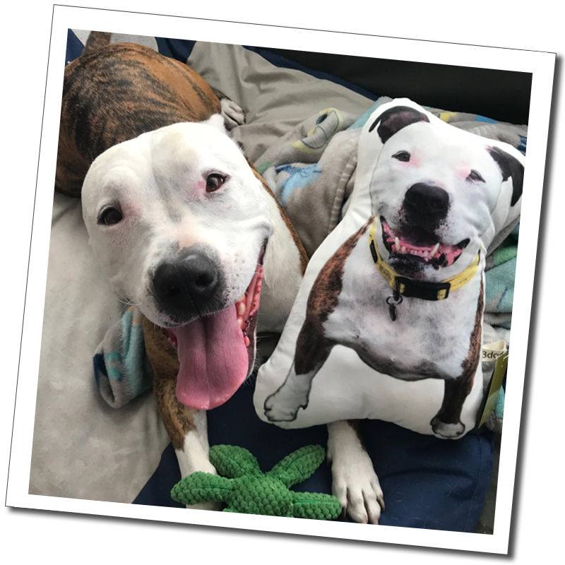 White and brindle dog: “White and brindle dog beside a personalised dog-shaped cushion featuring its smiling portrait.”