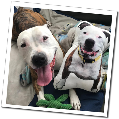 White and brindle dog: “White and brindle dog beside a personalised dog-shaped cushion featuring its smiling portrait.”