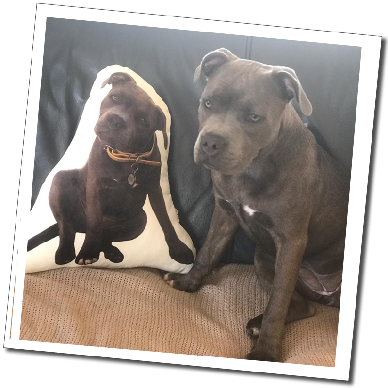Grey Staffy dog beside cut-out cushion: “Grey dog sitting on a sofa beside a personalised cut-out cushion printed with its photograph.”