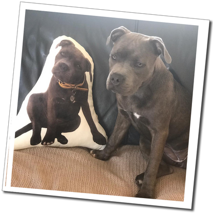 Grey Staffy dog beside cut-out cushion: “Grey dog sitting on a sofa beside a personalised cut-out cushion printed with its photograph.”