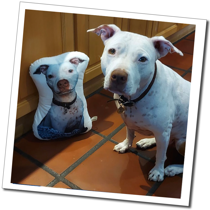 White dog on tiled floor: “White dog beside a matching custom pet photo cushion on a terracotta tiled floor.”