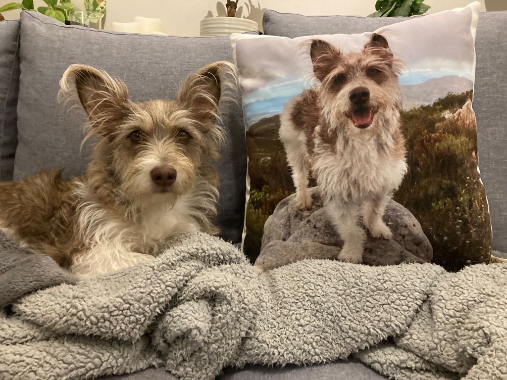 Scruffy dog beside square cushion: “Scruffy brown and white dog beside a square photo cushion showing the same dog outdoors.”
